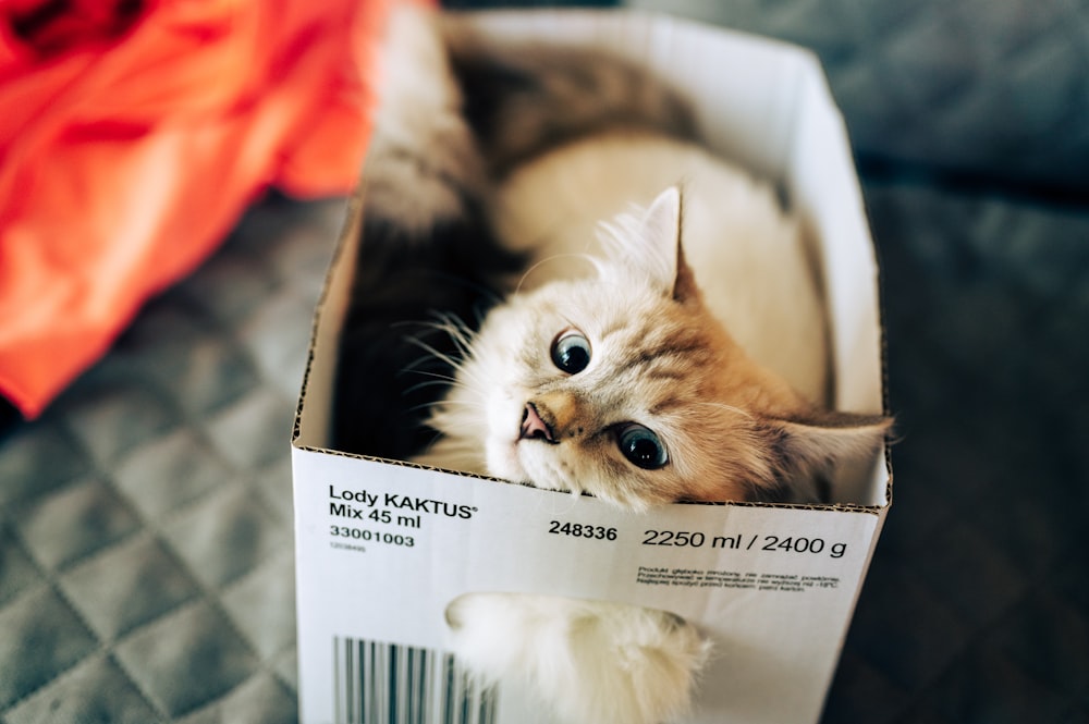 white and brown cat in white box