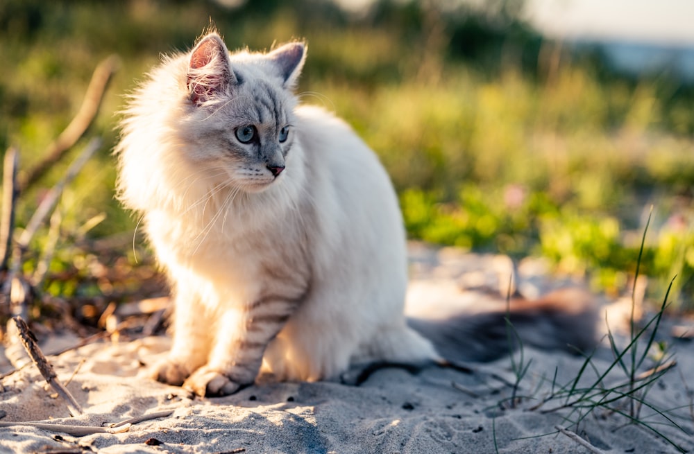 weiße Katze auf braunem Boden