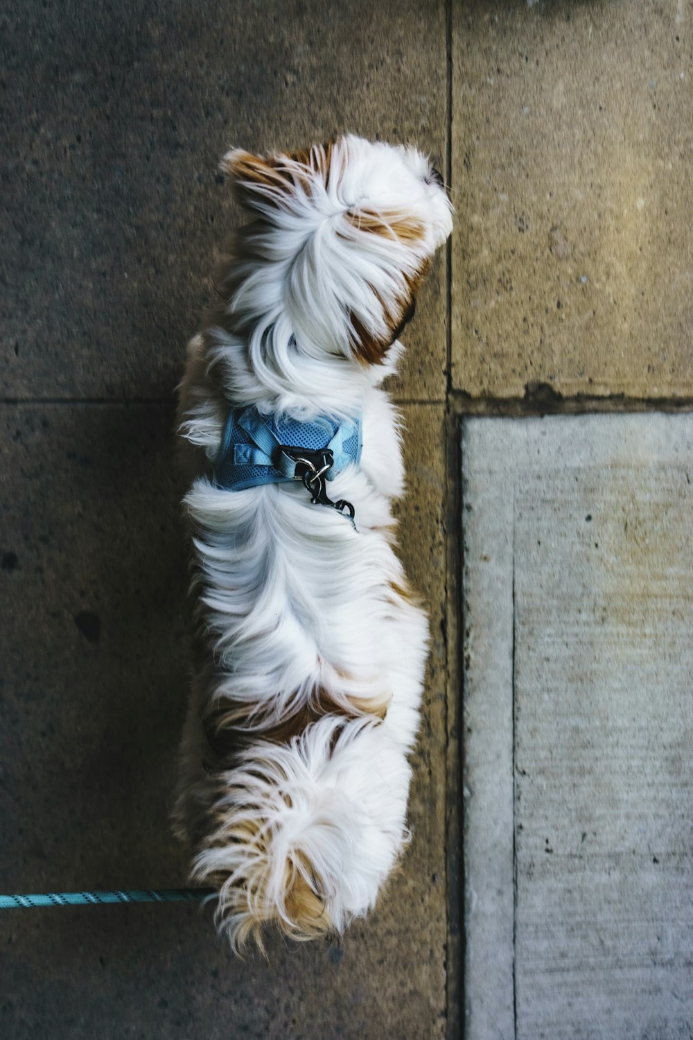 white long coat small dog lying on grey concrete floor