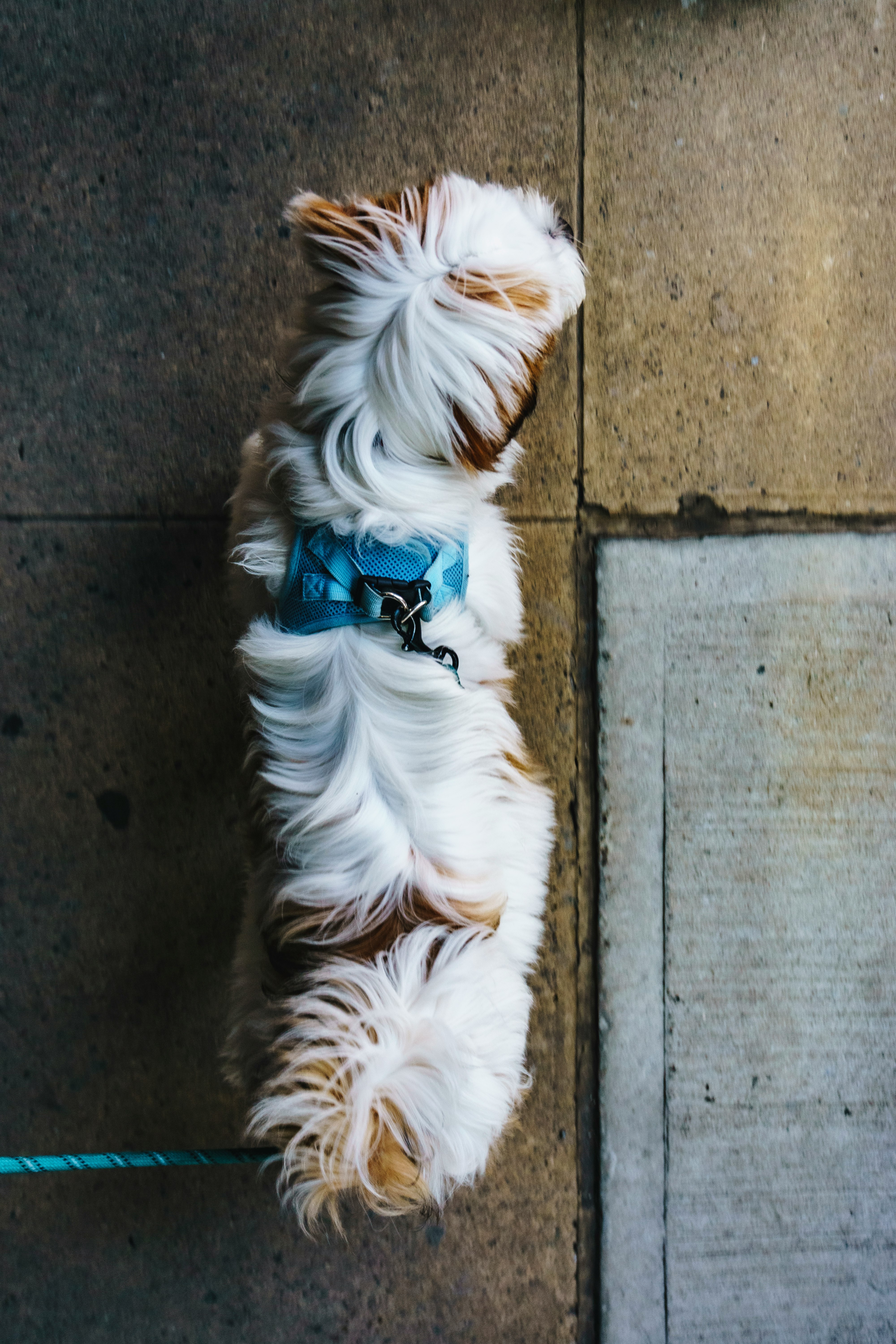 white long coat small dog lying on grey concrete floor