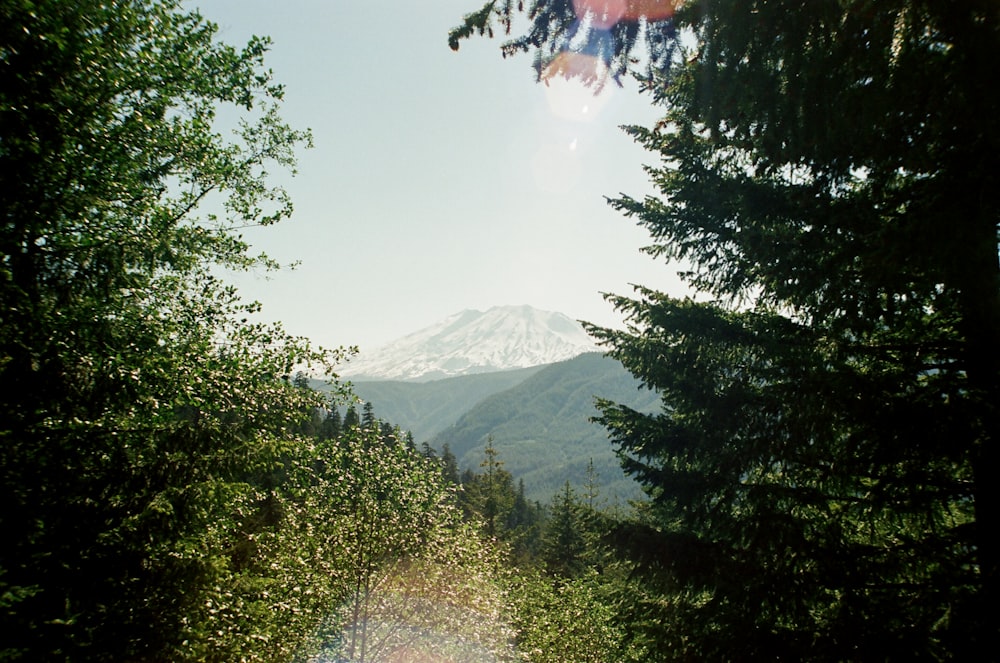 green trees near snow covered mountain during daytime