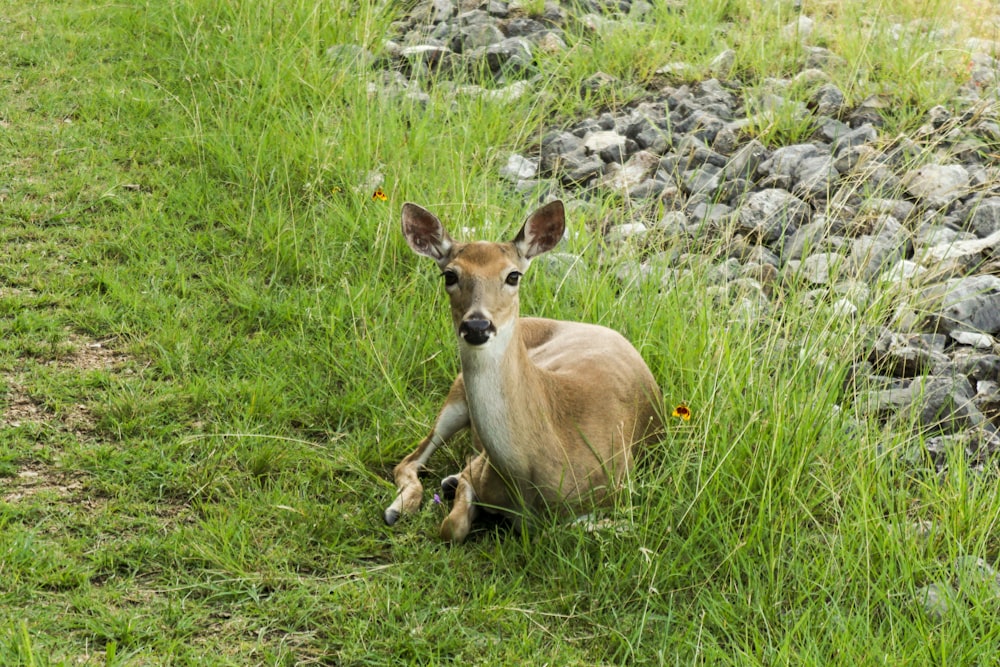 brown short coated dog on green grass field during daytime