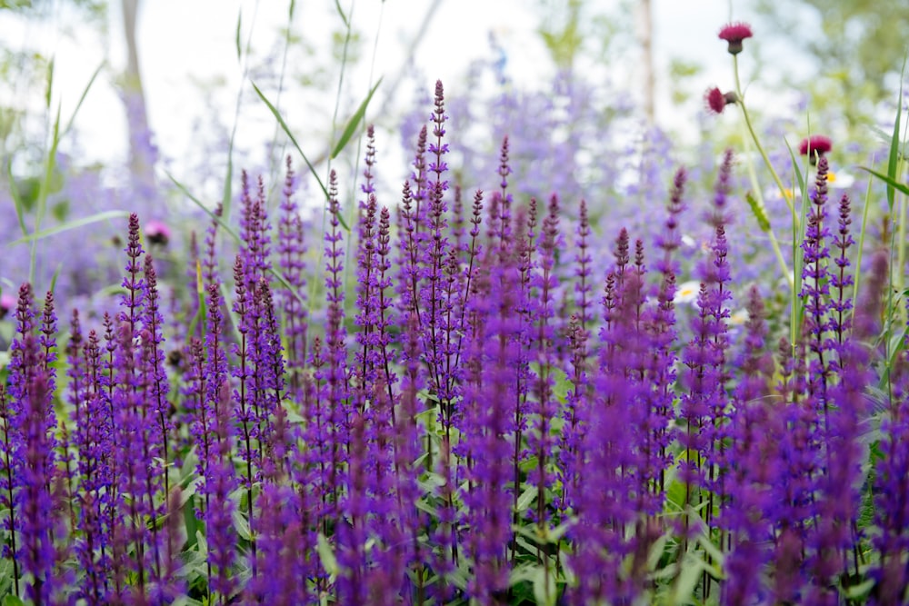 purple flower field during daytime