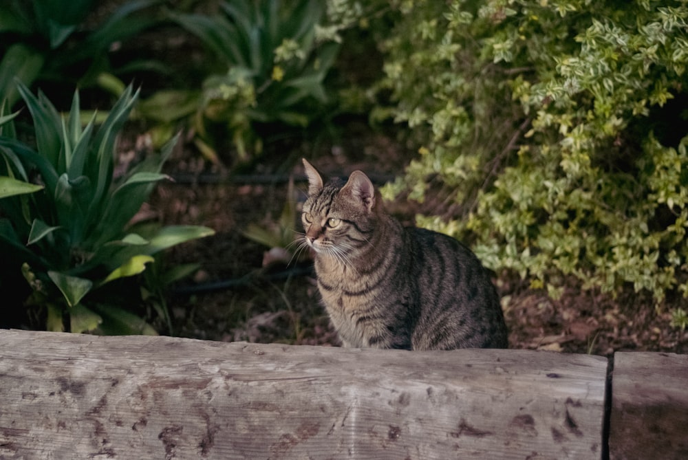 brown tabby cat on wooden fence