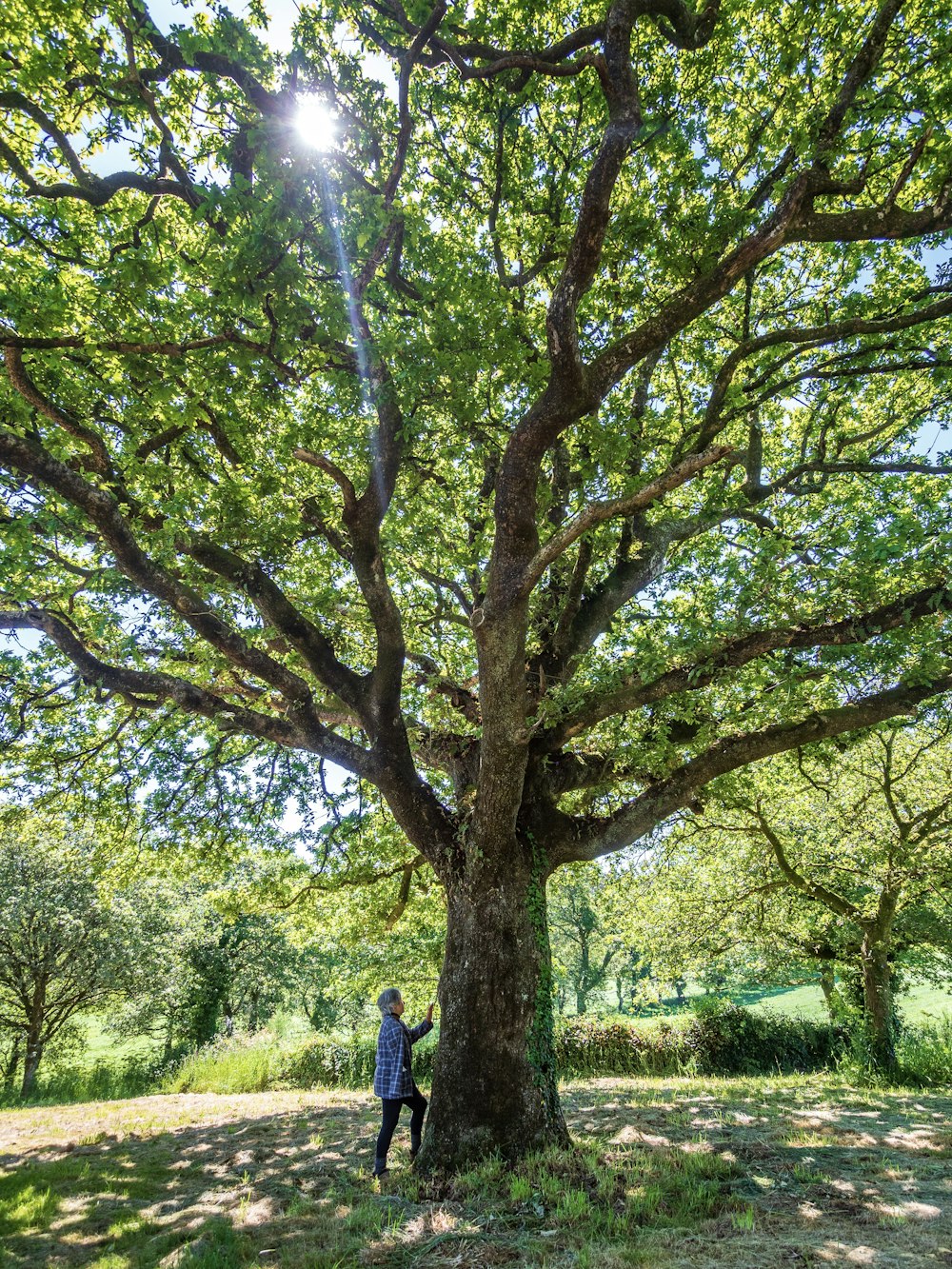 green and brown tree during daytime