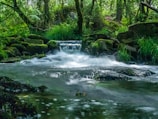 green trees beside river during daytime