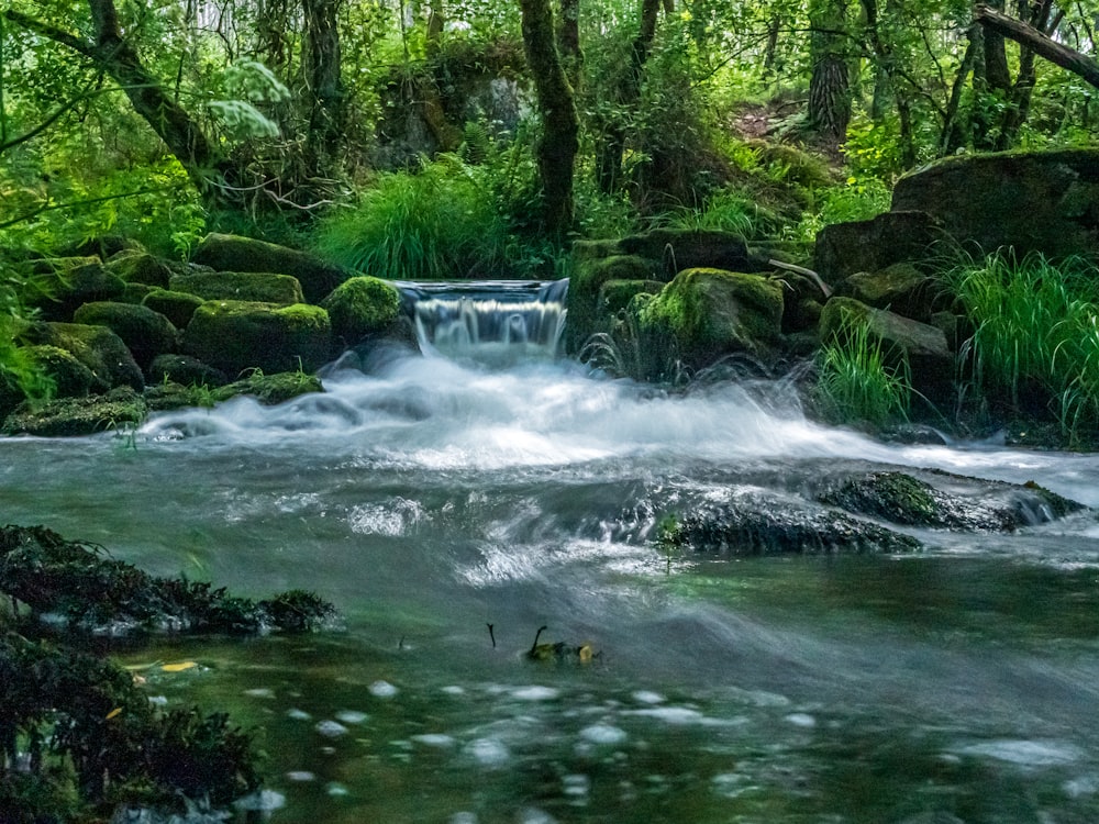 green trees beside river during daytime