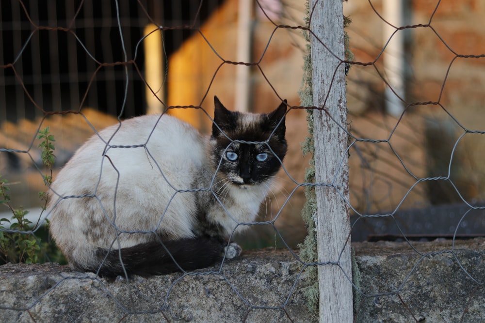 white and black cat on gray metal fence