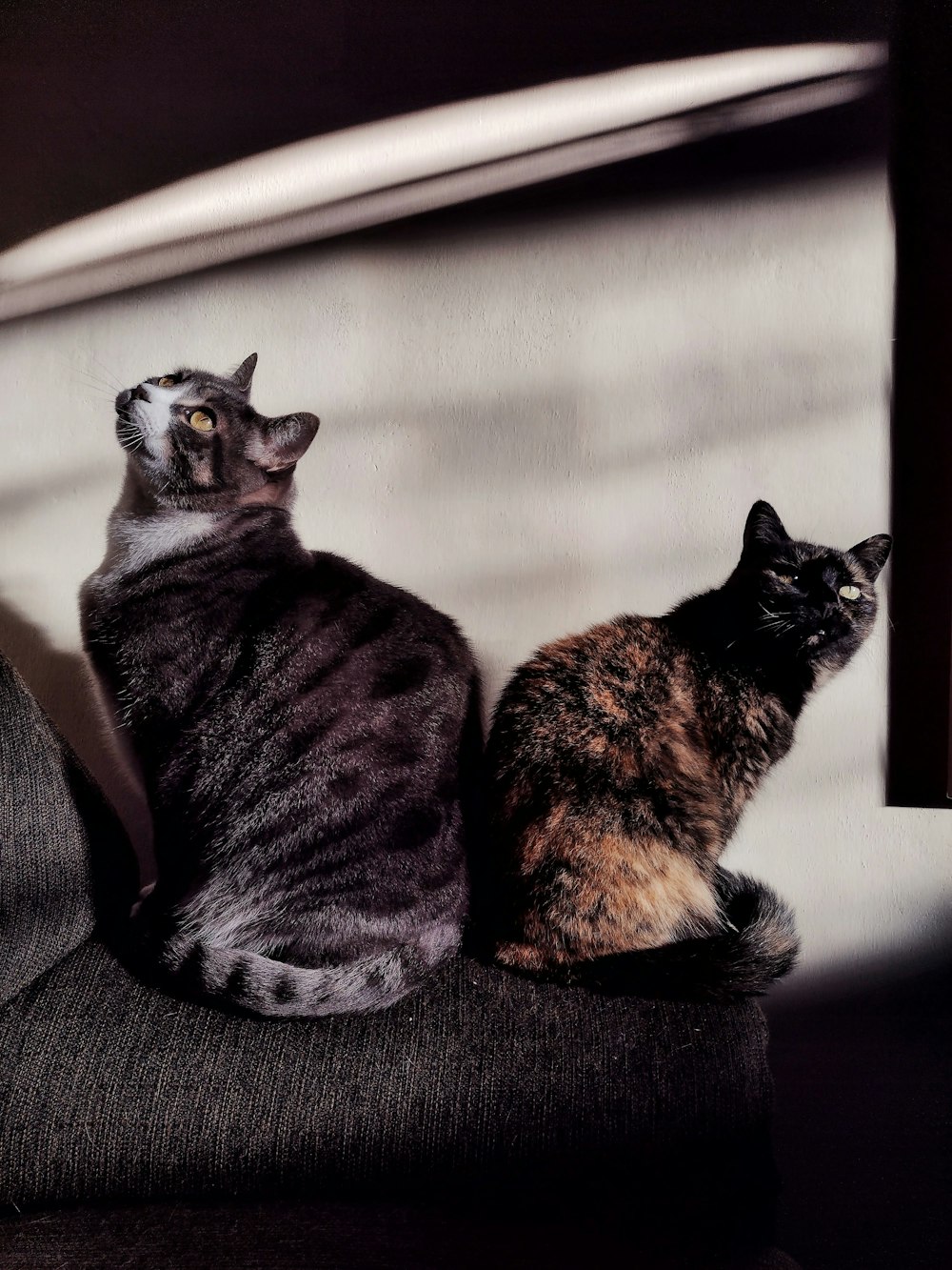 brown and black cat on black textile