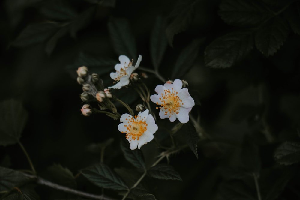 white and yellow flowers in tilt shift lens