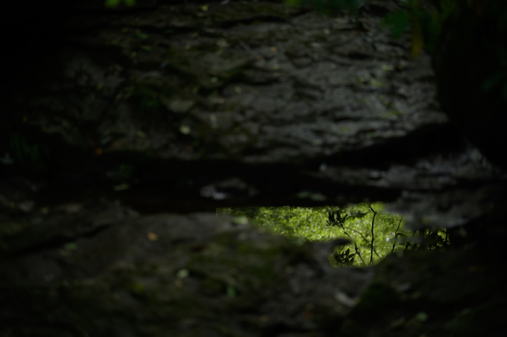 green moss on black rock