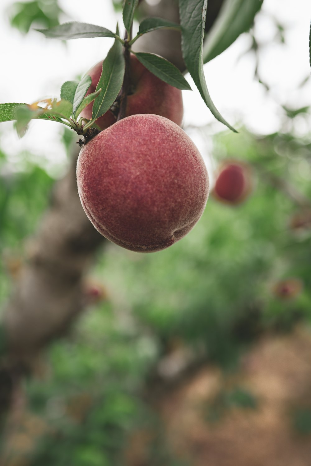 red fruit on green leaves