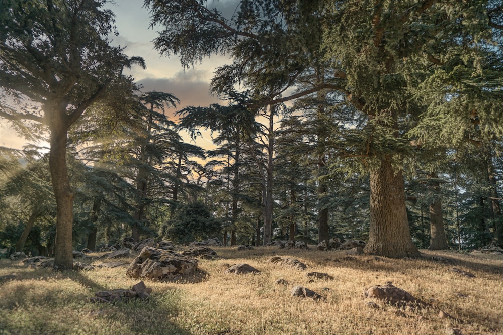 green trees on brown field during daytime