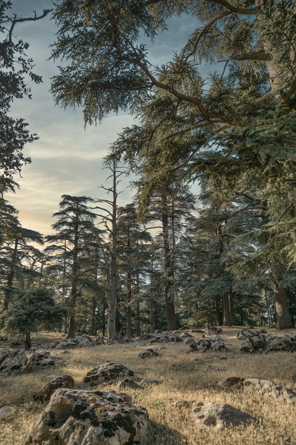 alberi verdi sotto nuvole bianche durante il giorno