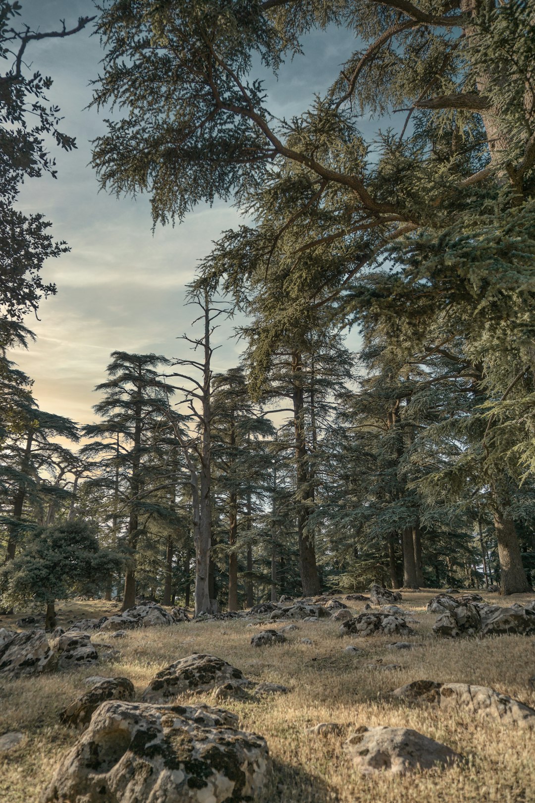 Natural landscape photo spot EL MEDDAD National Park in Algeria Tipaza