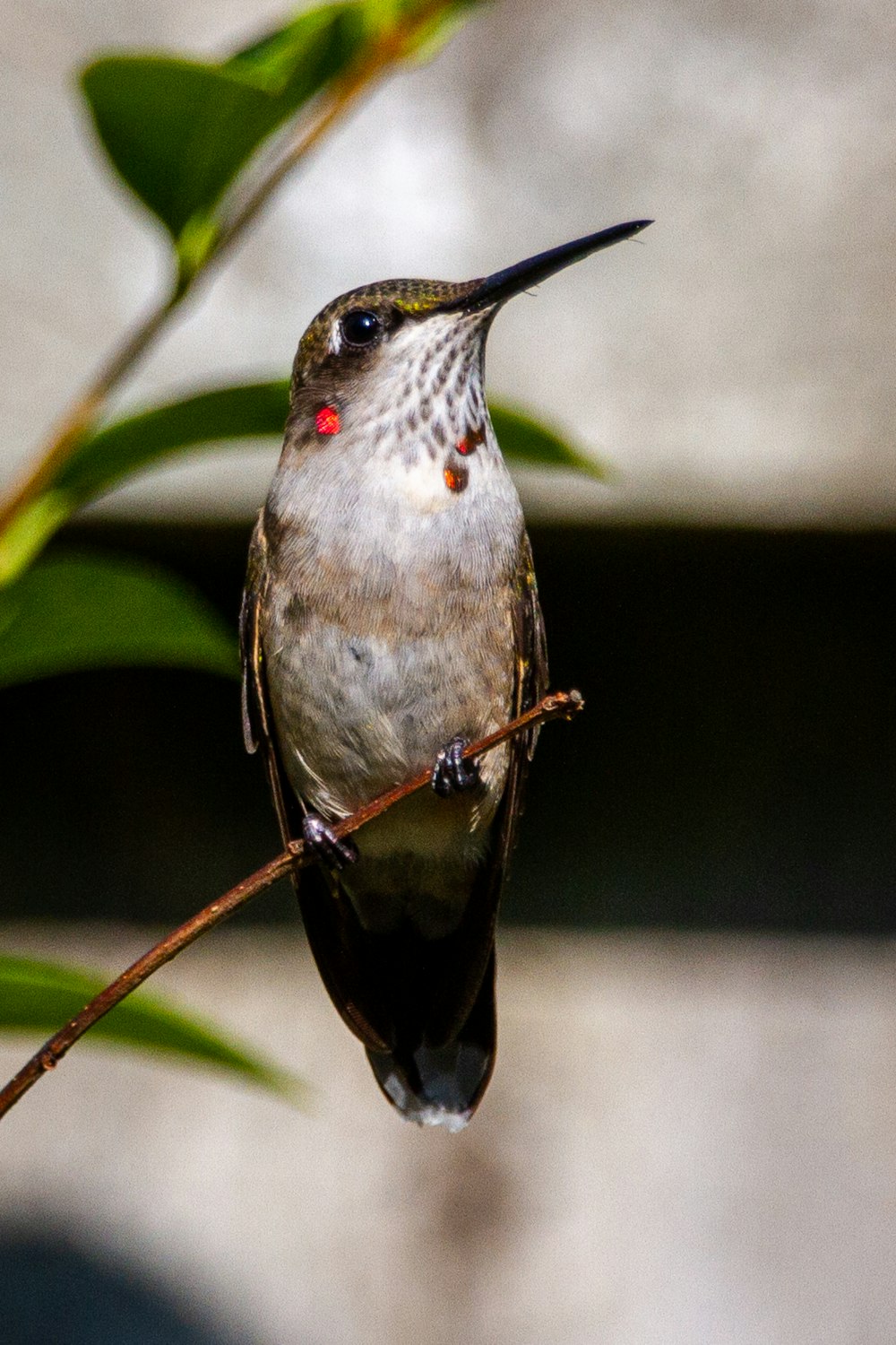 Brauner und grauer Vogel am braunen Stiel