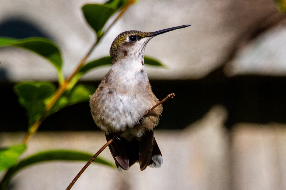 white and black bird on brown stem