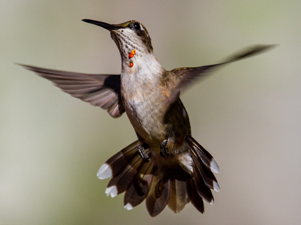 brown and white humming bird