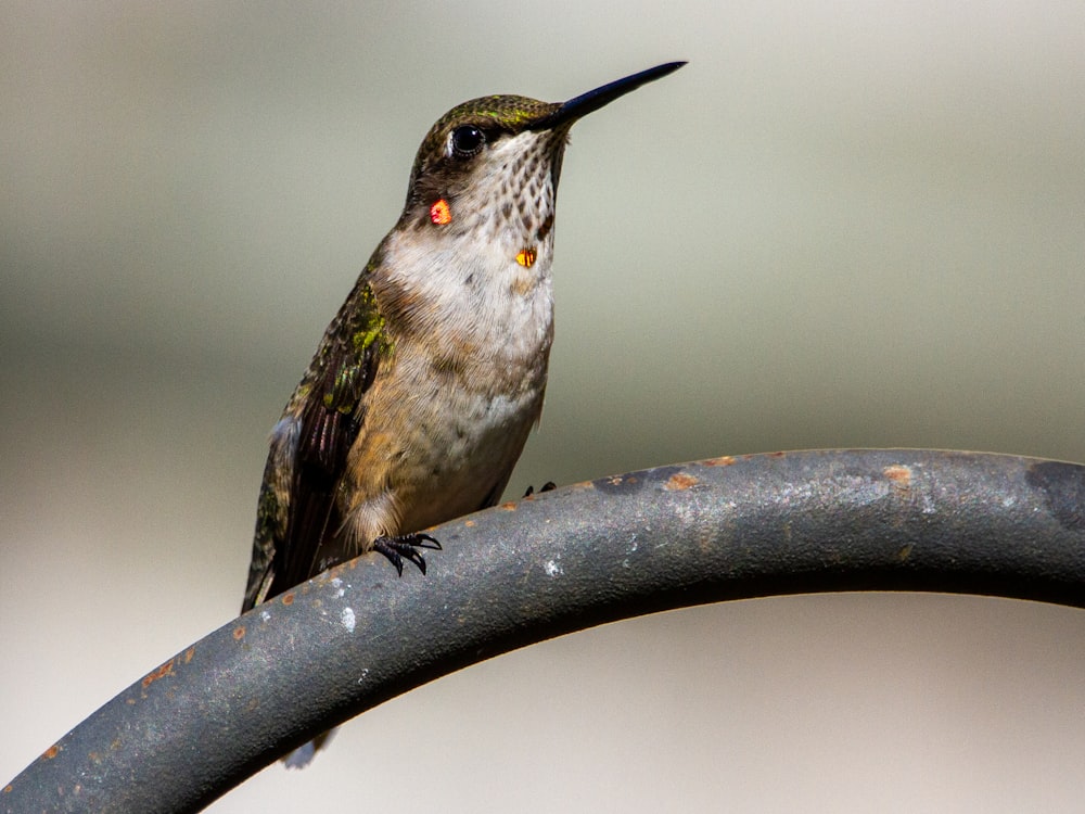 green and brown humming bird