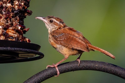 brown bird on black metal stand