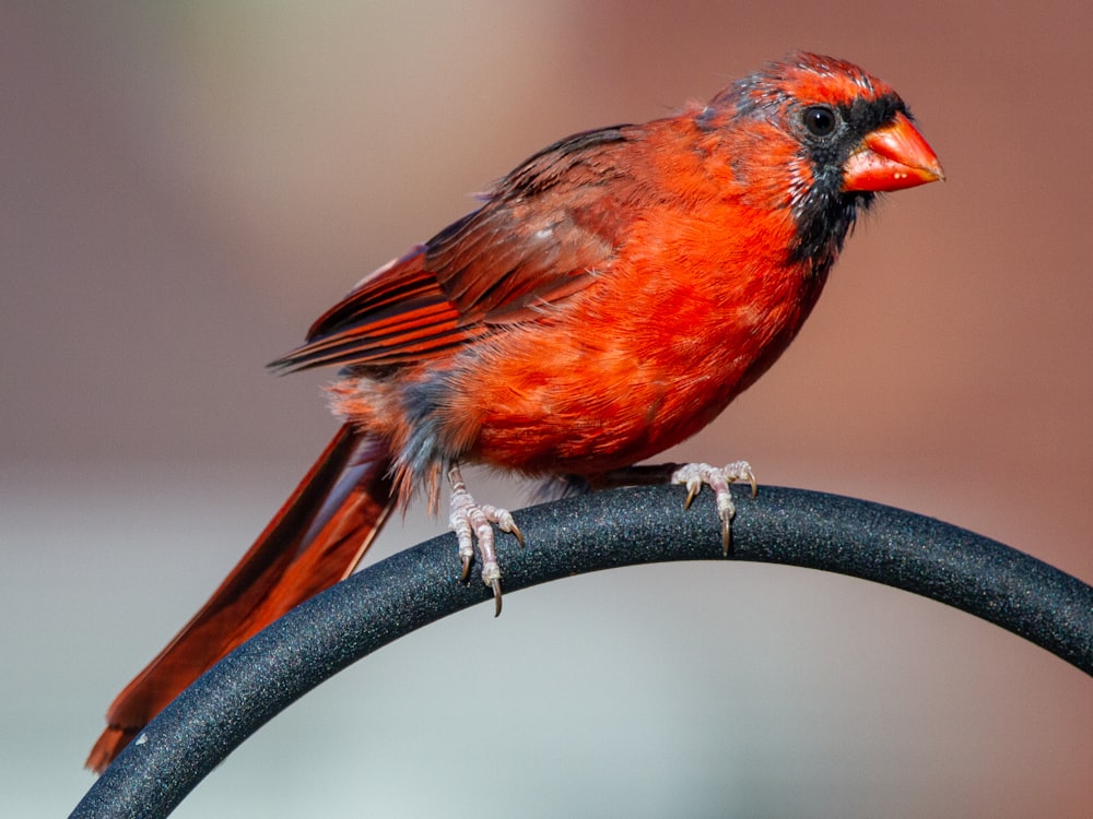 oiseau rouge et noir sur clôture en métal noir