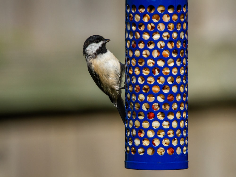 white and black bird on blue and yellow polka dot container