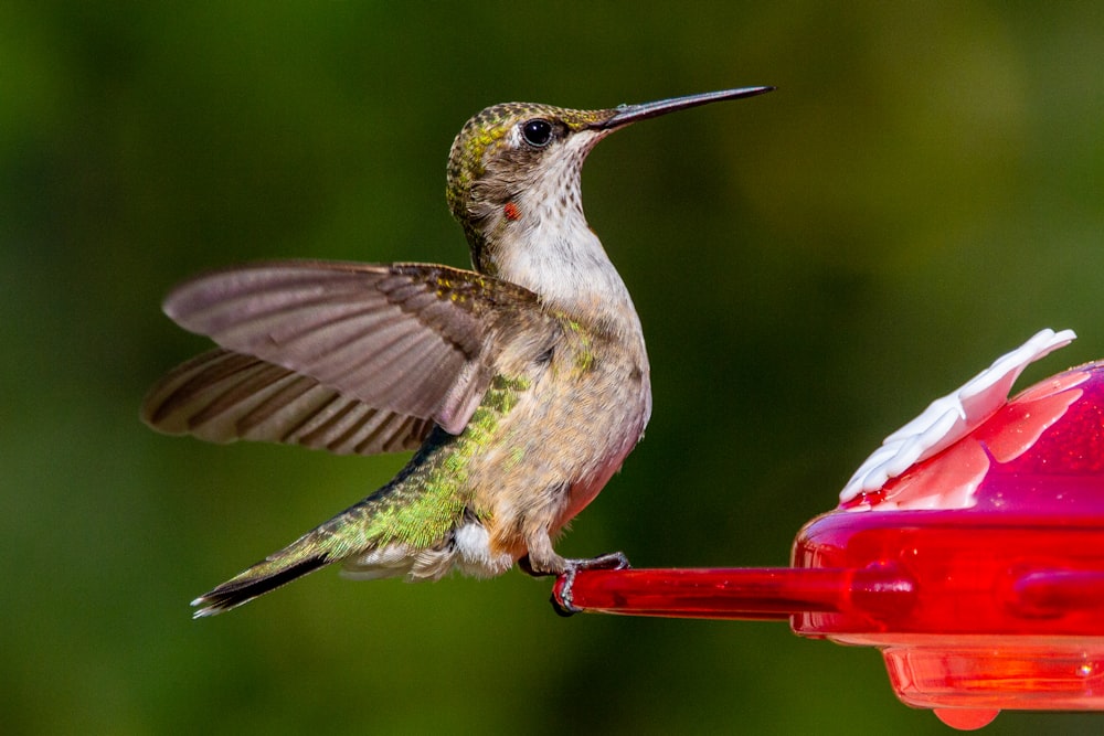 green and brown humming bird flying
