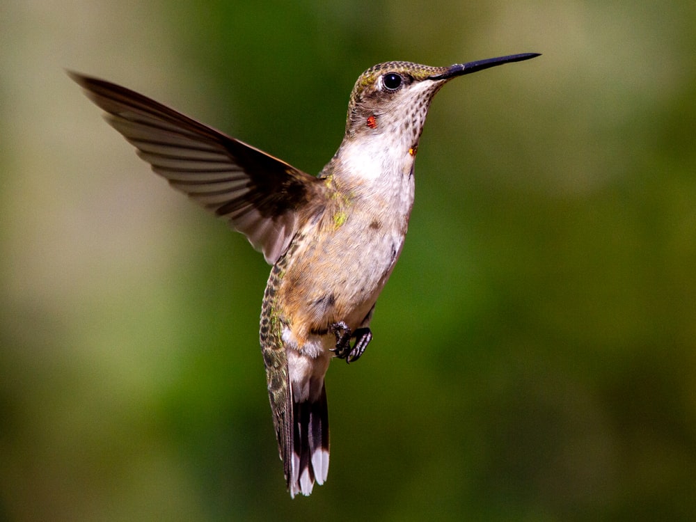 brown humming bird flying during daytime