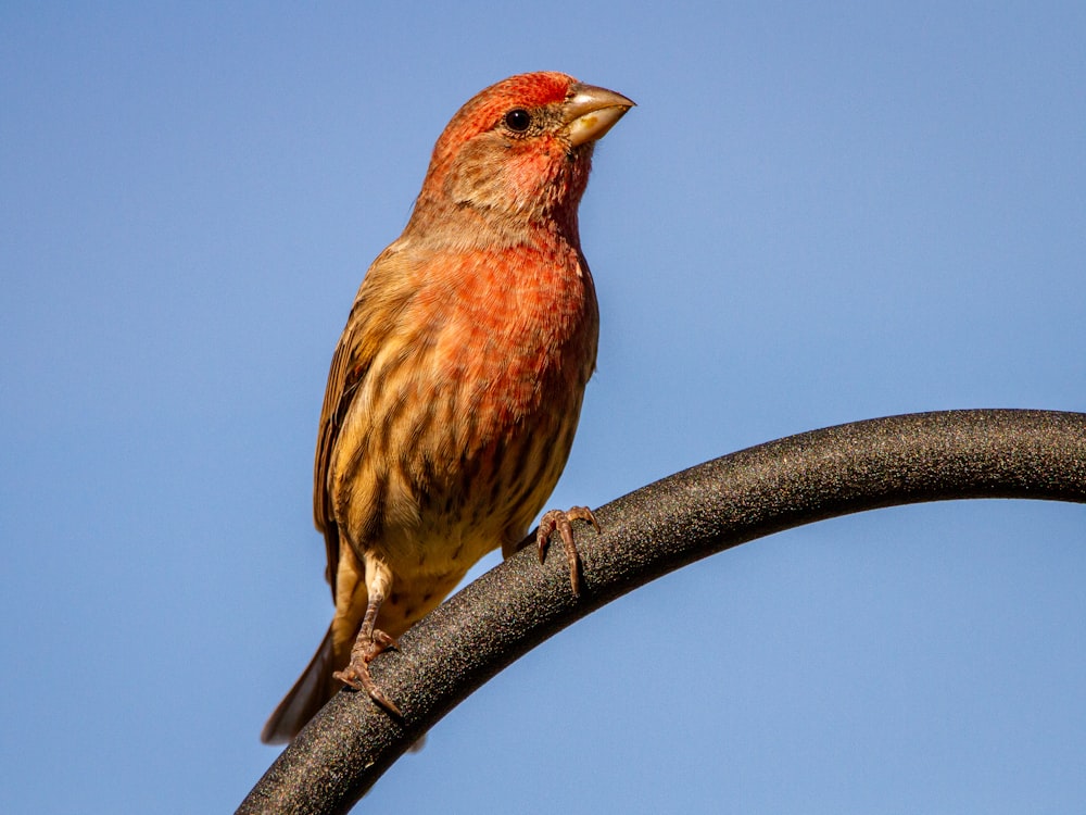 brown and red bird on black tree branch during daytime