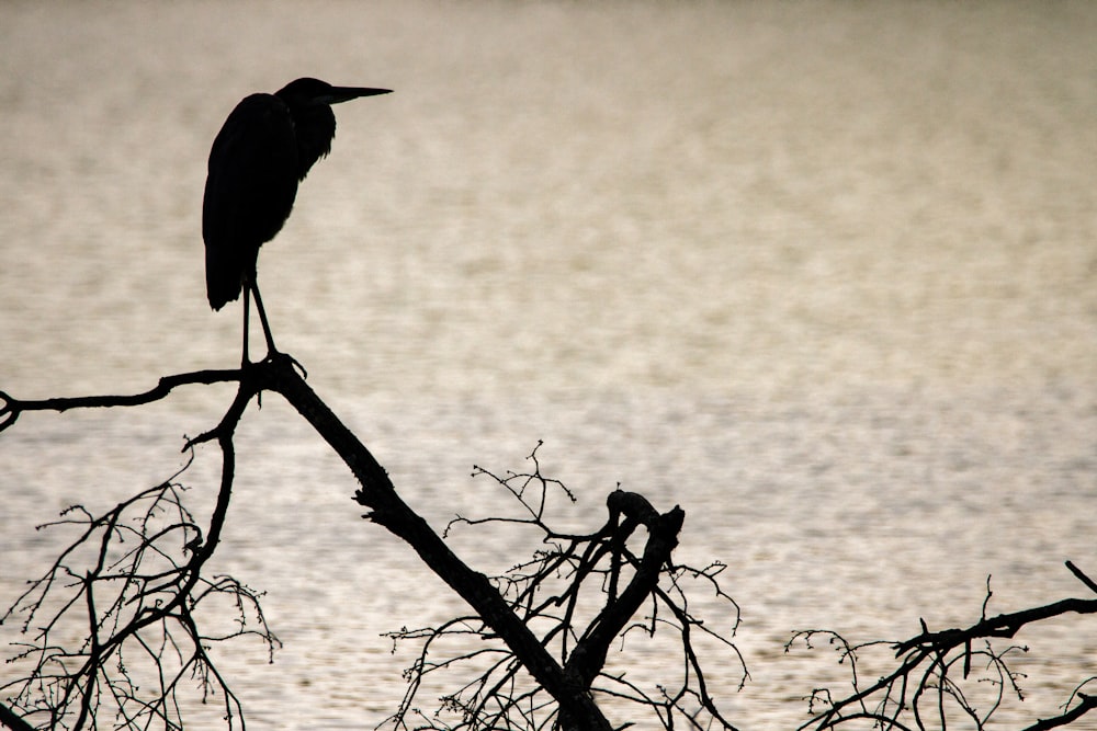 black bird on tree branch during daytime