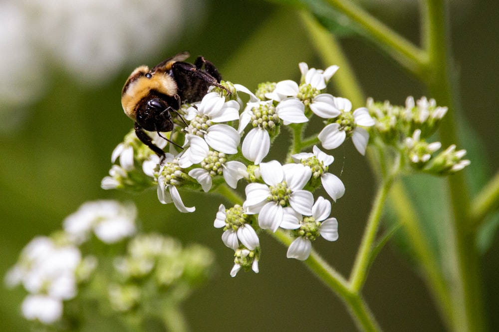 black and yellow bee on white flower