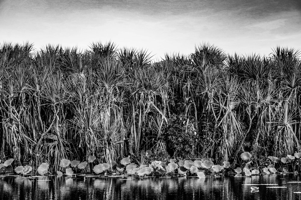 green grass on water during daytime