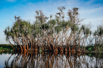 green trees on body of water during daytime