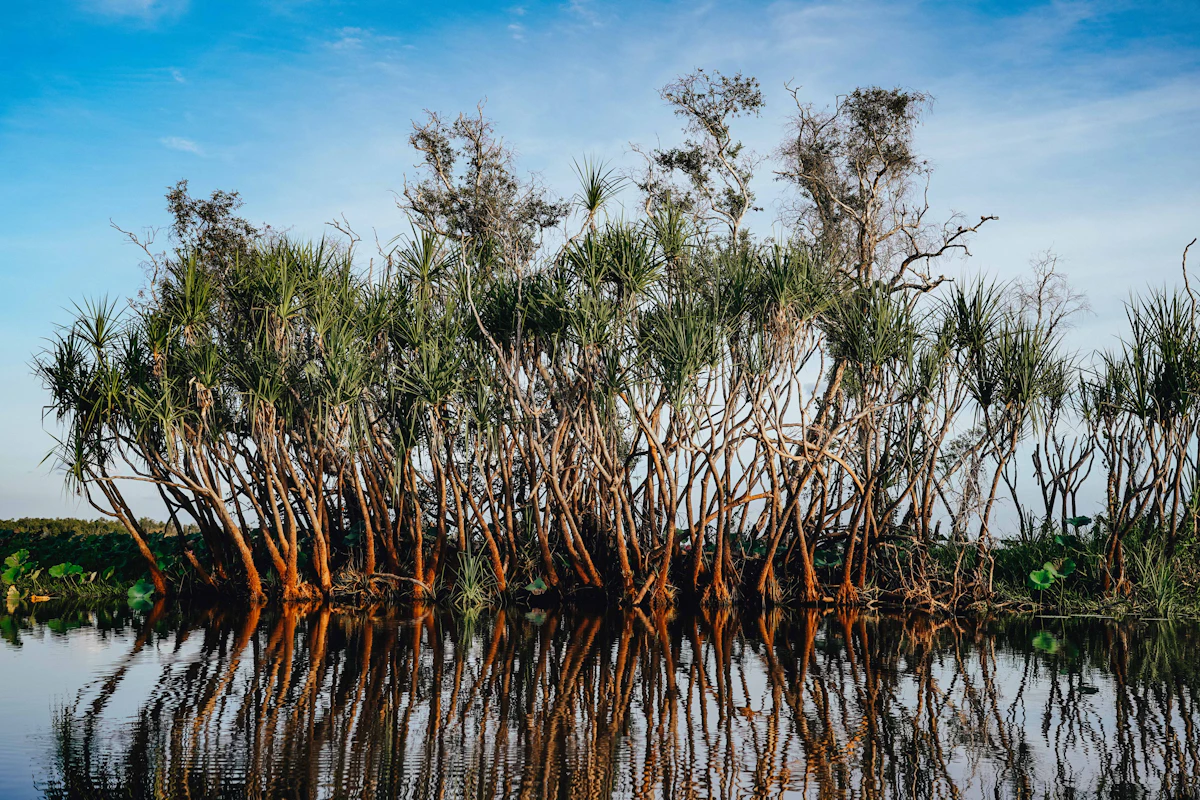 Caroni Swamp