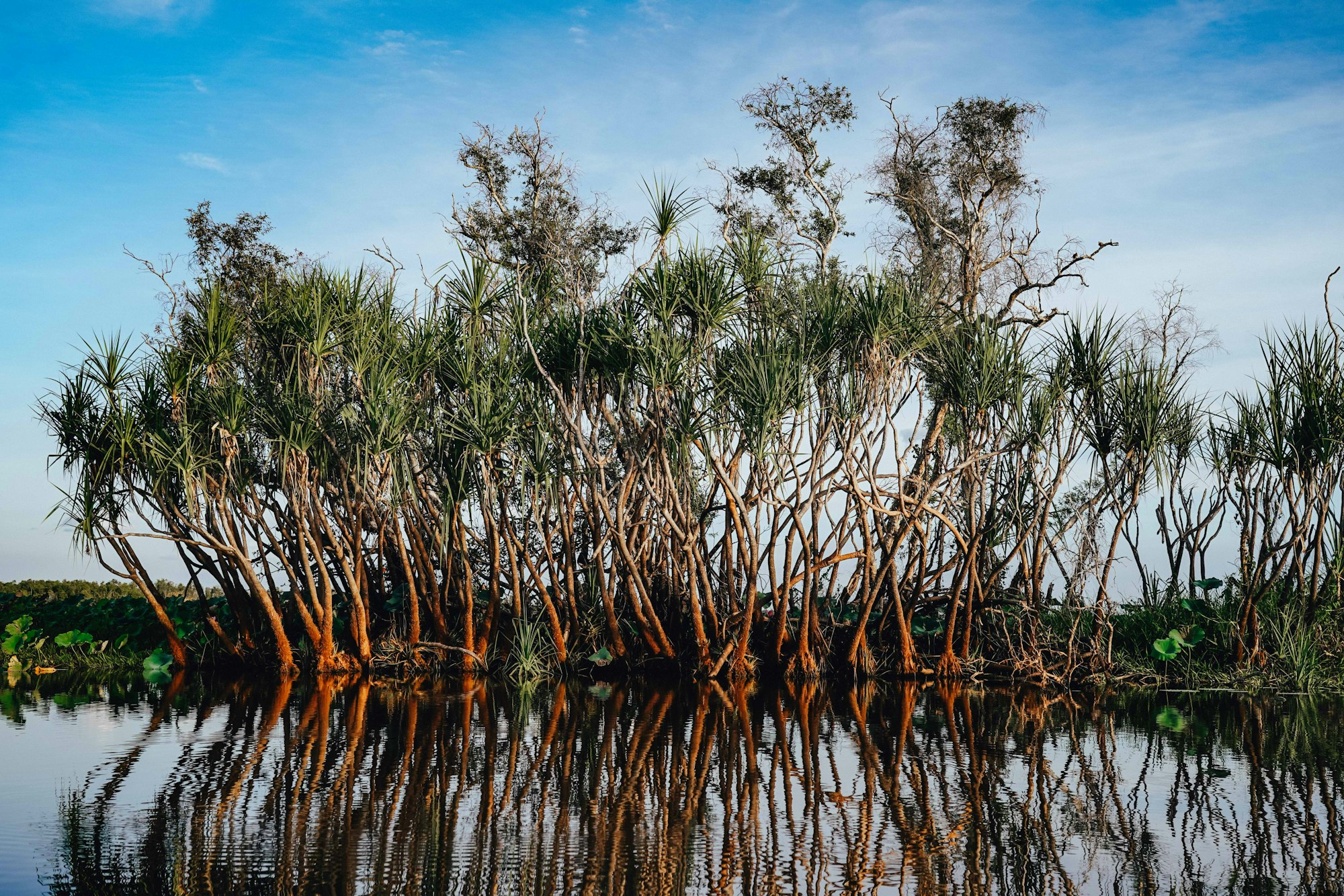 Stijgende zeespiegel “vernietigend” voor zoutmoerassen en mangroven