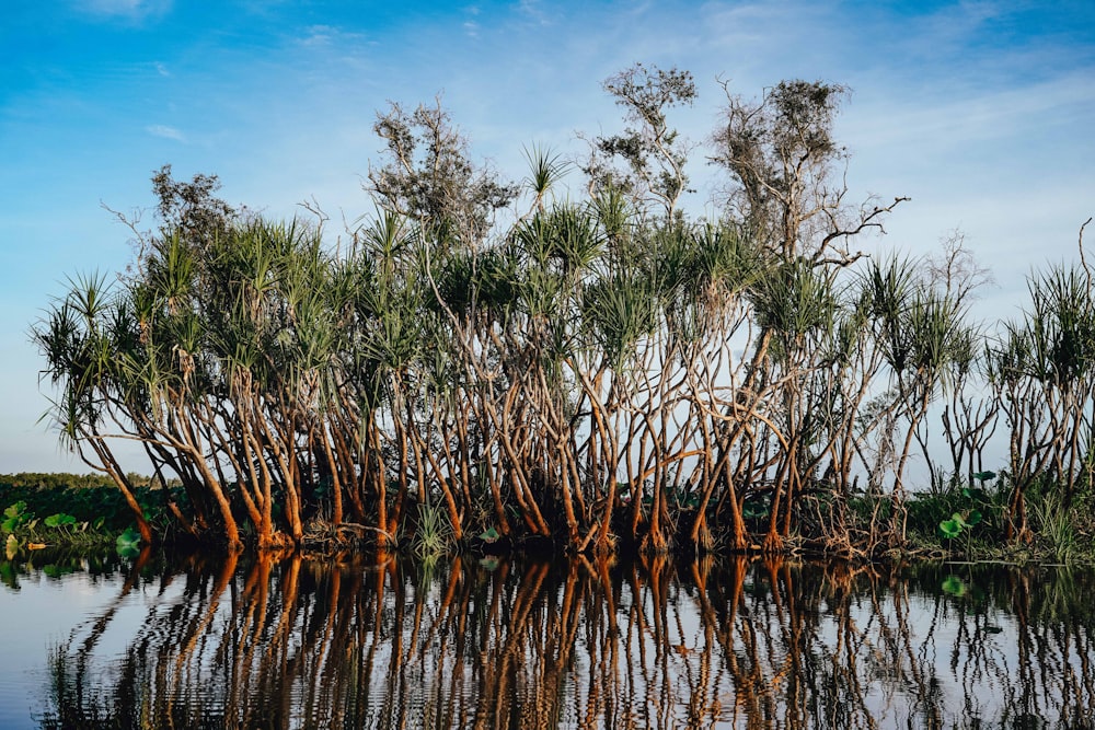 green trees on body of water during daytime