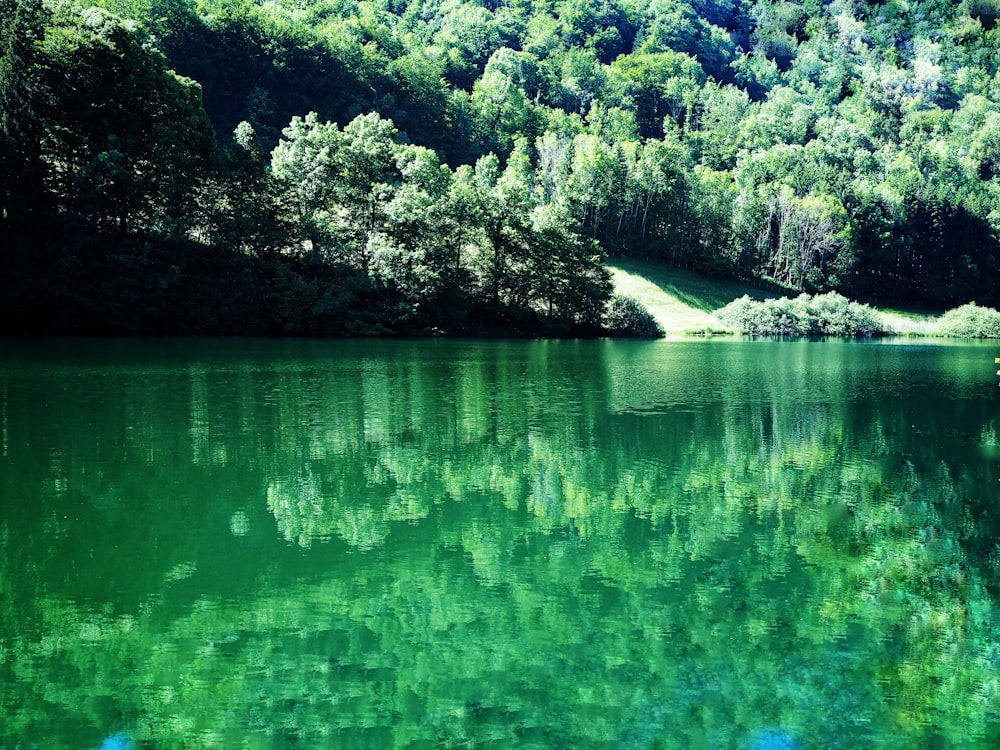 green lake surrounded by green trees during daytime