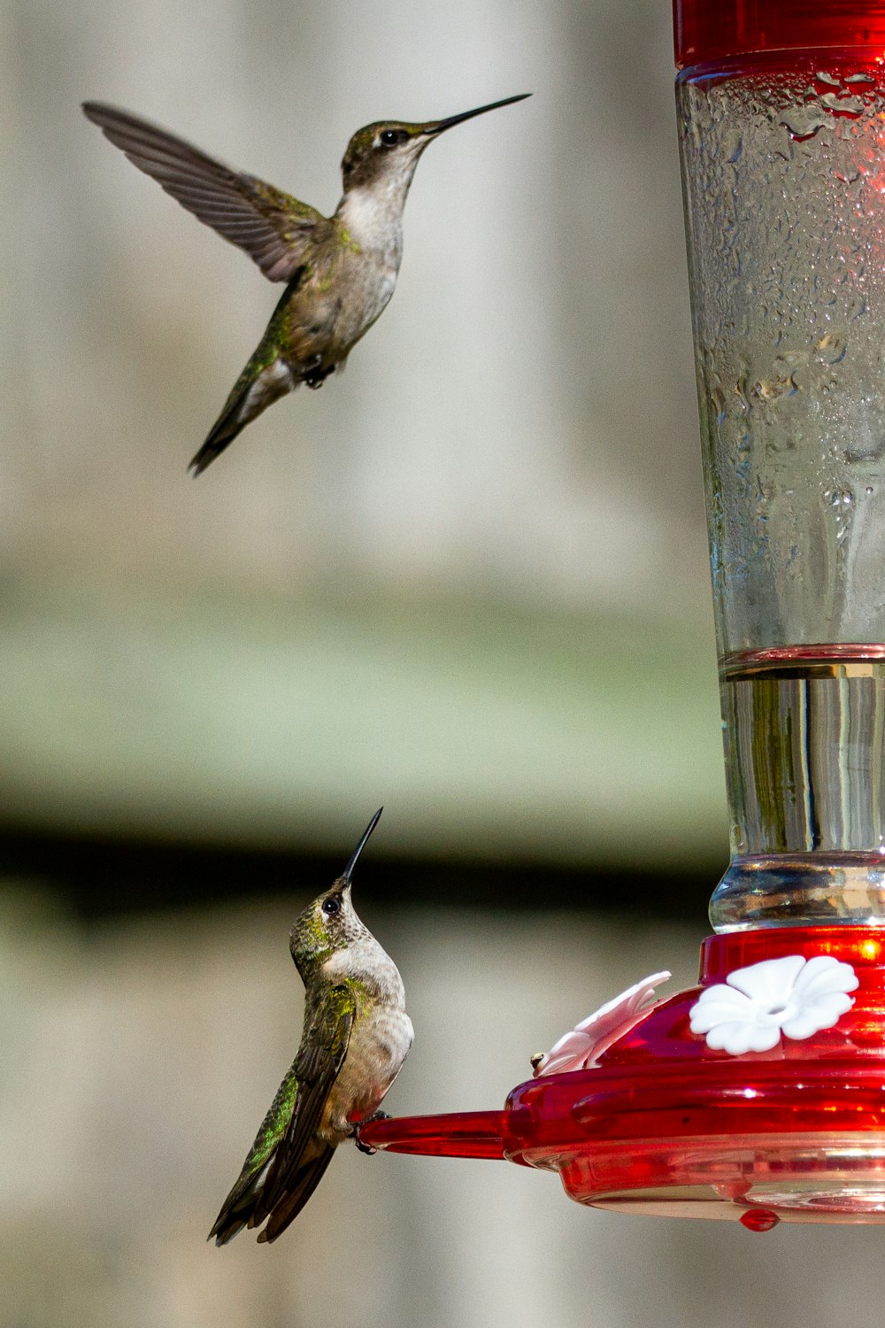 brown humming bird flying on mid air during daytime