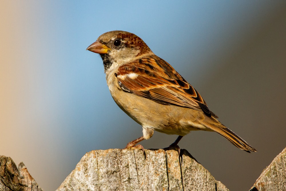 pájaro marrón y blanco en la cerca de madera marrón