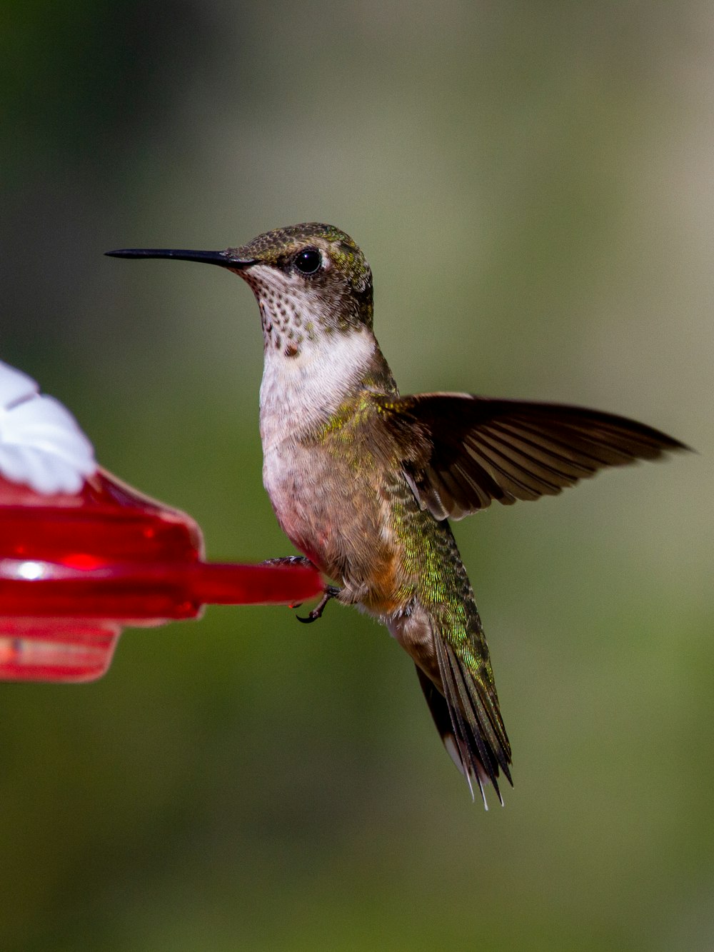 green and white humming bird