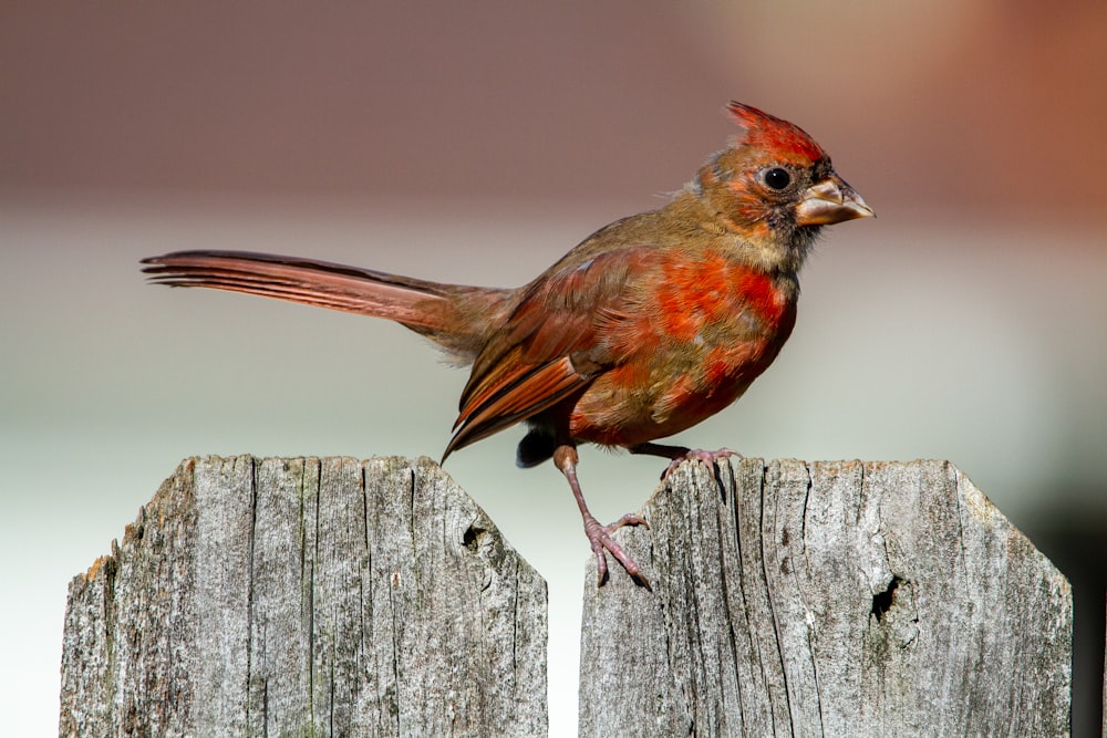 red cardinal perched on gray wooden fence during daytime