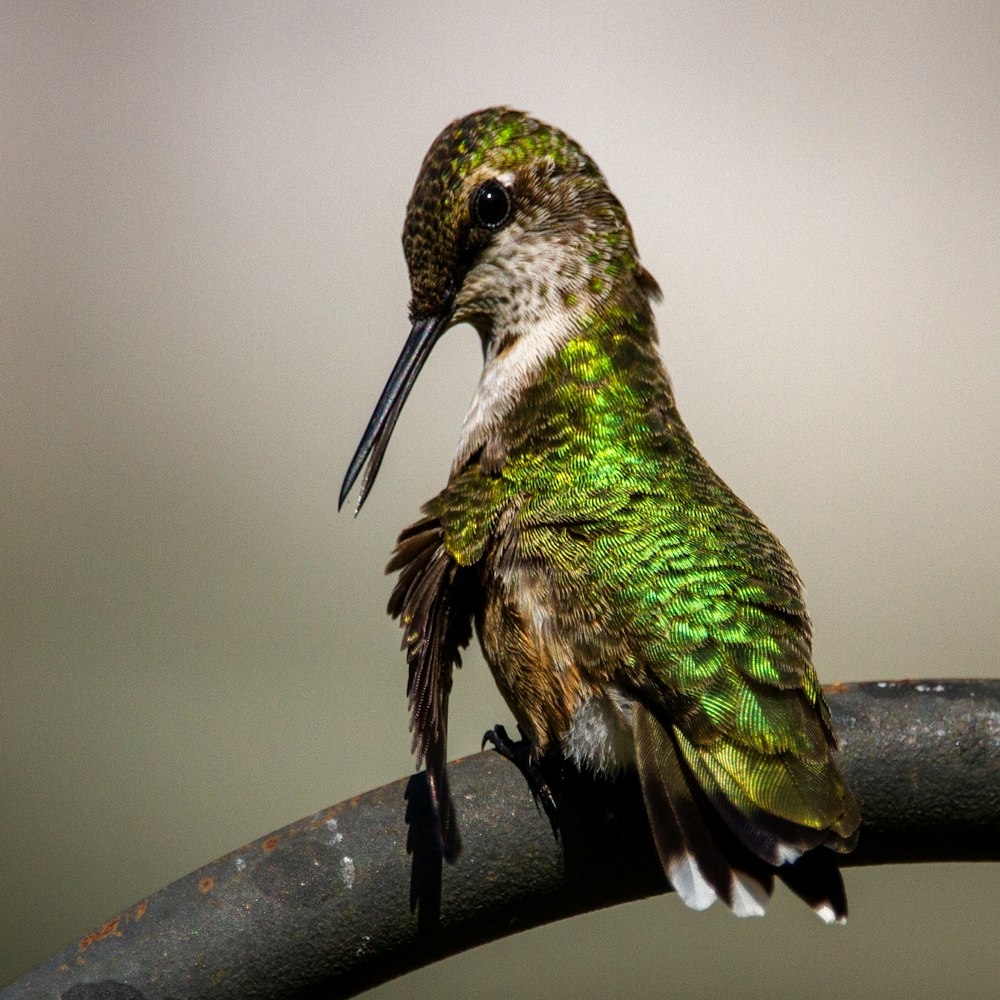 green and black bird on brown branch