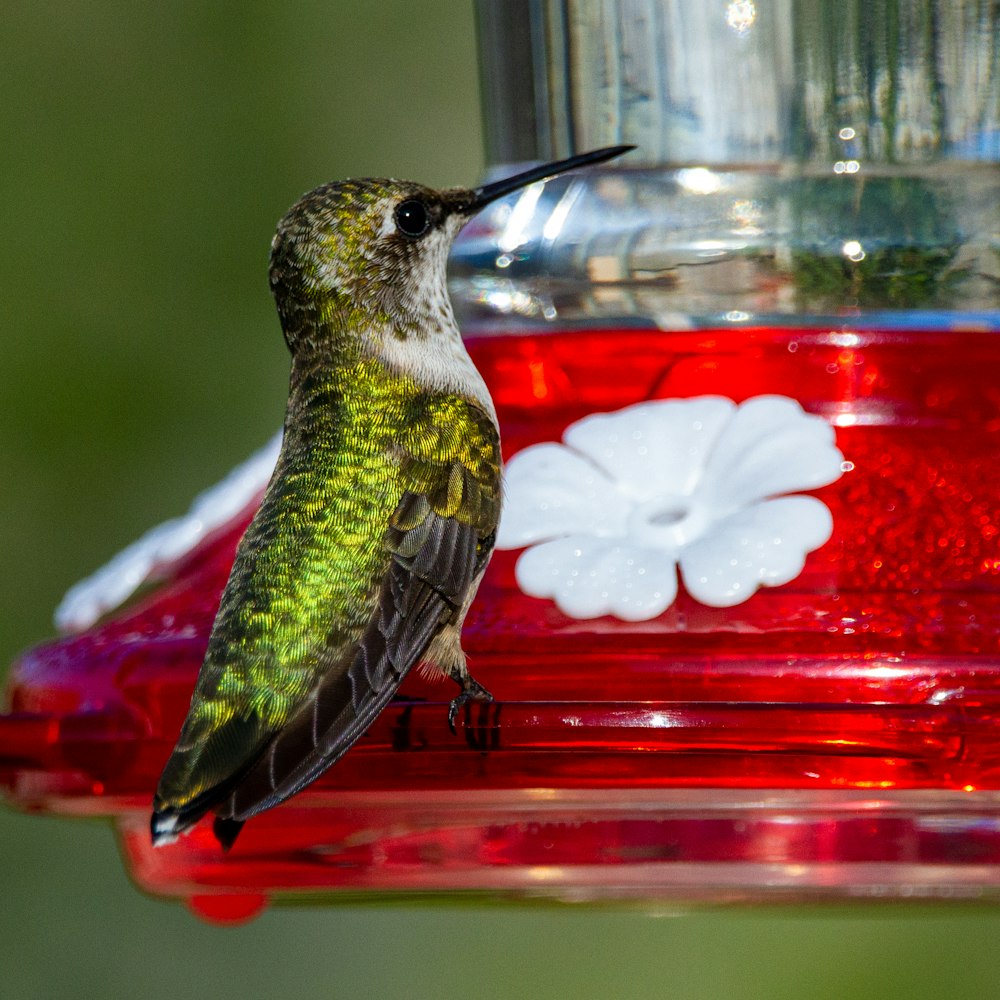 green and black bird on red glass container