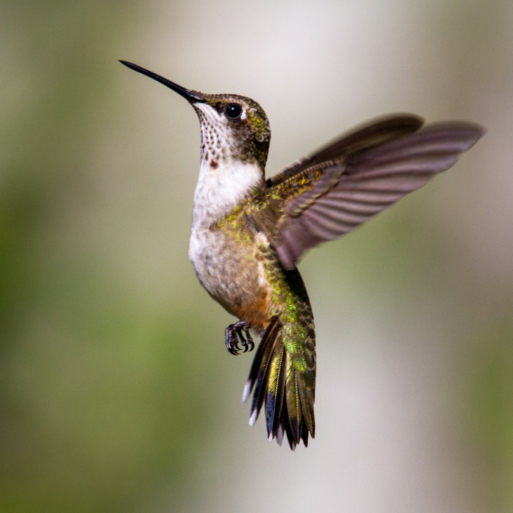 brown humming bird in close up photography