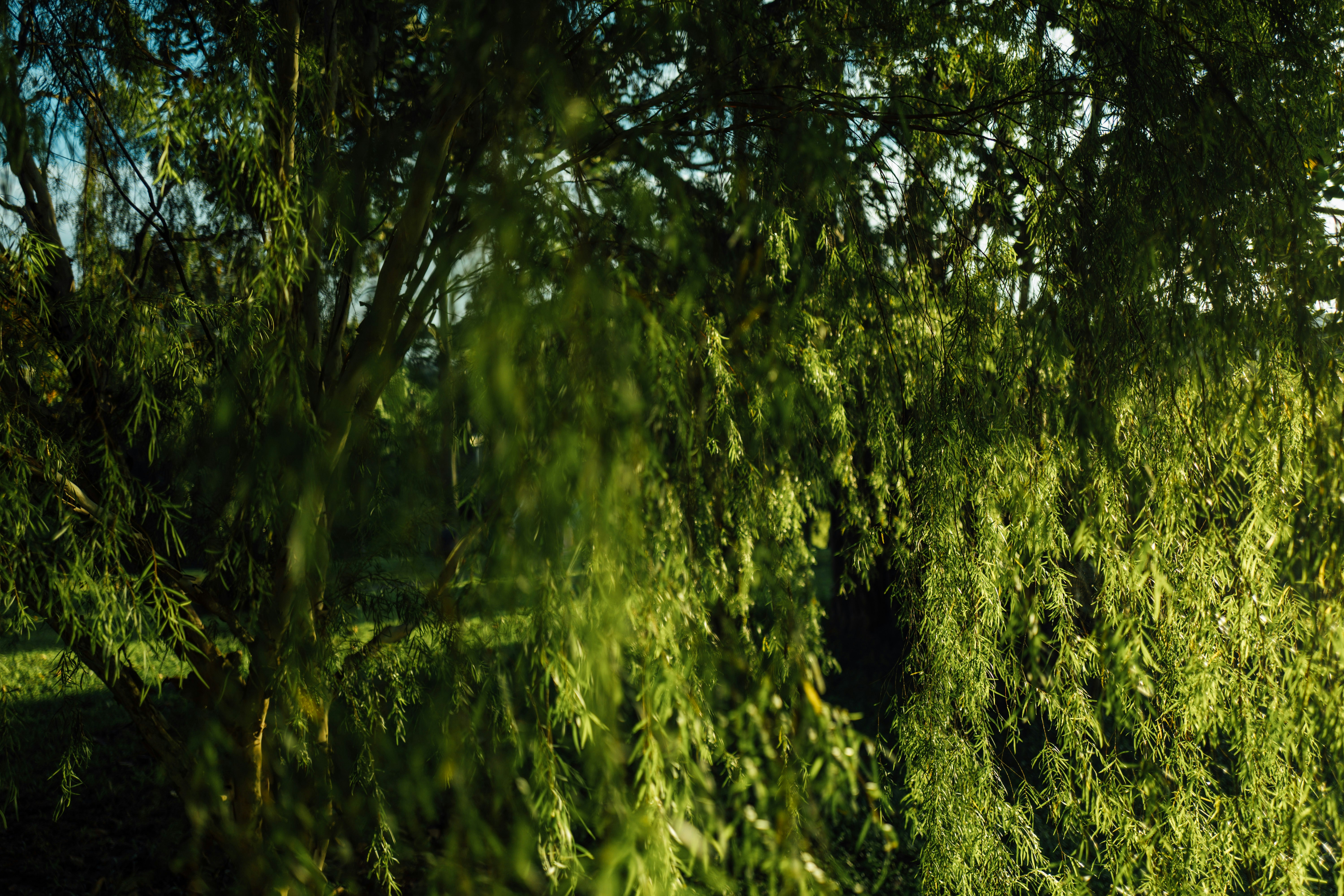 Photo by chuttersnap