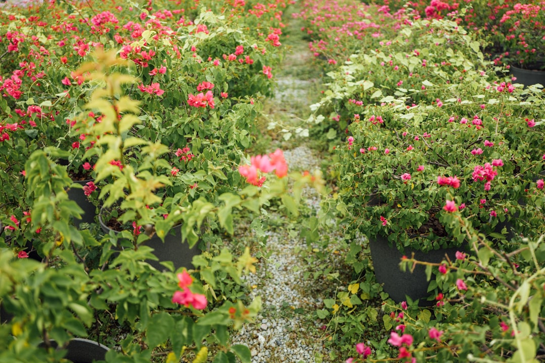 red and yellow flowers on garden