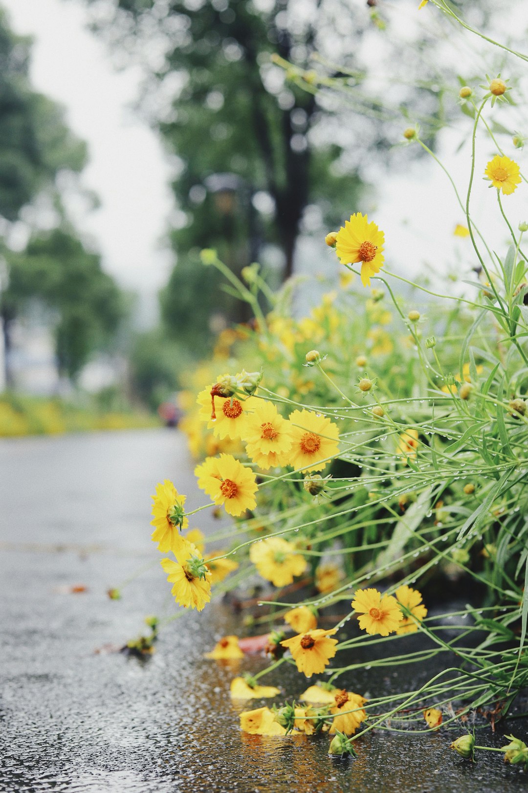 yellow flower in shallow focus lens