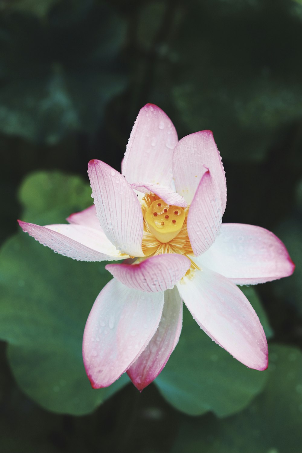 pink and white flower in tilt shift lens