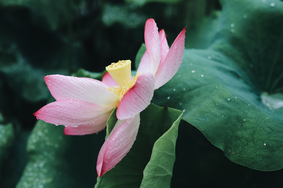 pink and yellow flower in tilt shift lens