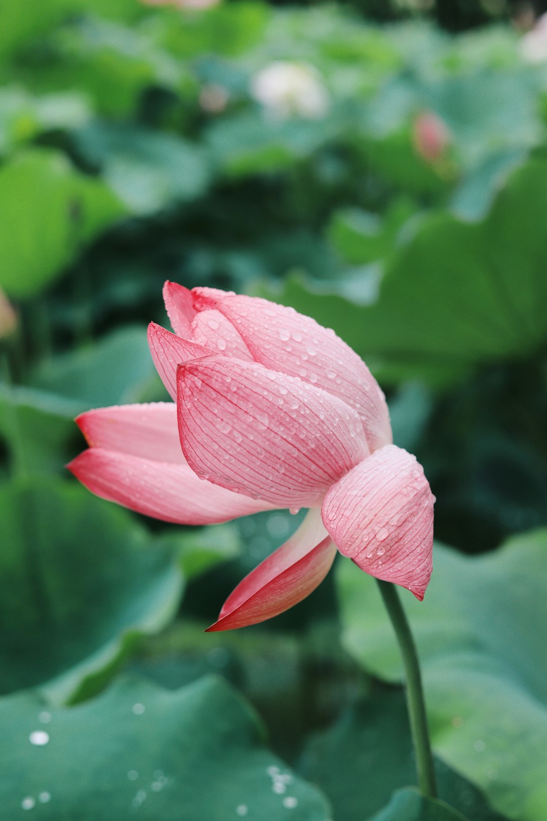 pink flower in tilt shift lens